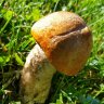 Mushroomhead